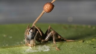 Science Bulletins Fungus Brainwashed Ancient Ants [upl. by Cerys]