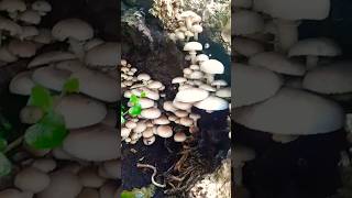 INCROYABLE CAVERNE DE PEUPLIERR champignons mushroom nature [upl. by Airdnna]