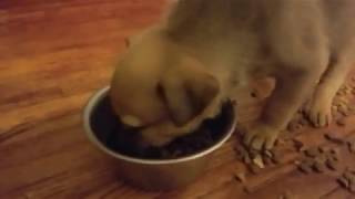 Puppies crying German shepherd boxer mix Cachorros llorando [upl. by Hodges]