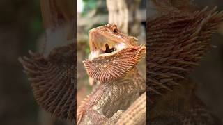 Orange Bearded Dragon 🦎 lizards [upl. by Chen690]