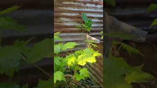 Leaves Return After Full Defoliation new garden bonsai spring maple love trending shorts [upl. by Allemap662]