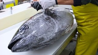 Fish Filleting Bluefin Tuna [upl. by Sudaorb423]