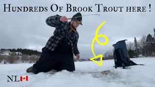 FISHING A SMALL FROZEN POND LOADED with BROOK TROUT  Newfoundland Ice Fishing For Brook Trout [upl. by Sammie]