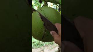 old machete cut ripe miracle fruit [upl. by Atinal]