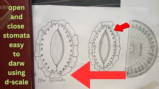 Easy Guide to Drawing Open and Closed Stomata Using the DScale [upl. by Campman16]