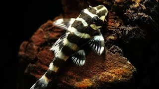 Top 10 Plecos That Stay Small [upl. by Jonati]