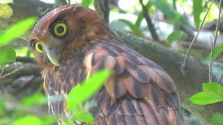 Philippine Eagleowl [upl. by Leander]