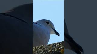 Collared dove callsound Streptopelia decaocto shorts [upl. by Oirom]