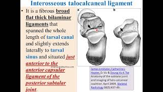 Anatomy of tarsal canal and sinus ligaments postgraduate highlights [upl. by Neerihs]