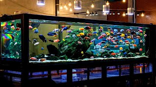 Beautiful African Cichlid Tank Setup  Amazing 100 Male African Cichlids [upl. by Nnaylrebmik]