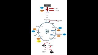 Krebs Cycle  Kreb Cycle  TCA Cycle  Citric Acid Cycle  Cellular Respiration [upl. by Niwroc]