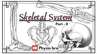 Skeletal system Part  II [upl. by Suoivatnom640]