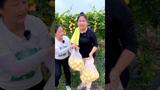 High Yielding Passion Fruit Farming  Beautiful Fruit Farming shorts passionfruit youtubeshorts [upl. by Ammej]