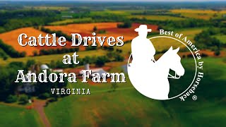 Cattle Drives at Andora Farm 2019 [upl. by Gnehs]