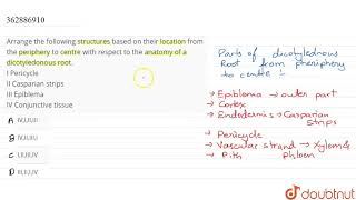 Arrange the following structures based on their location from the periphery to centre with respe [upl. by Adnyleb817]