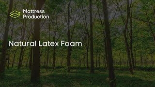 Natural Latex Foam  Mattress Production [upl. by Anirehtak]