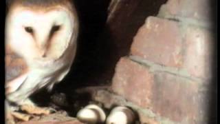 DavidCobhams THE PRIVATE LIFE OF THE BARN OWL  introduced by Sir David Attenborough I wildlife [upl. by Stubbs]