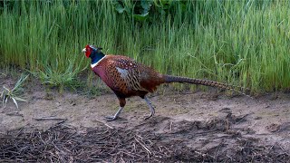 My Best View Ever of a Ringnecked Pheasant [upl. by Hestia]