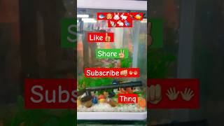 AquariumPets💚 waterlife yutubeshorts tomatofish aquarium pets birdslover petsvlog minivlog [upl. by Dammahom]