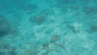 Snorkelling At Hilton La Romana [upl. by Ythomit]