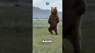 How Strong is a Kodiak Bear Compared to Other Bears WildlifeComparisonNatureFactsAnimalPower [upl. by Ttenna441]