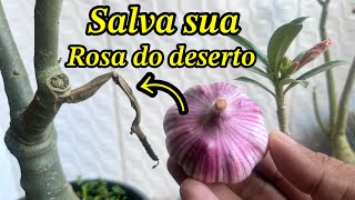 ✅Como utilizar alho na rosa do deserto para blindar e eliminar pragas [upl. by Odlonyer183]