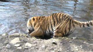 Amur Siberian Tiger at the Highland Wildlife Park [upl. by Stillas]