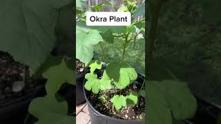 Okra plant foryou subscribeme shortsvideo [upl. by Alehs]