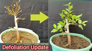 Defoliation Update  Ficus Tigerbark  Bonsai [upl. by Mosnar823]