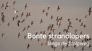 Bonte strandloper langs de Stolpweg 1178 [upl. by Glarum950]