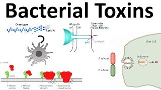 bacterial toxins Endotoxin and Exotoxins [upl. by Airat]