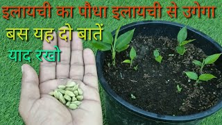 इलायची का पौधा इलायची से उगेगा जल्दी बस यह दो काम करो cardamom plant grow from cardamom [upl. by Ezirtaeb]