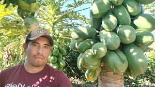 Cultivo de Papaya  Cómo germinar semilla y sembrar papaya en maceta [upl. by Amiel]