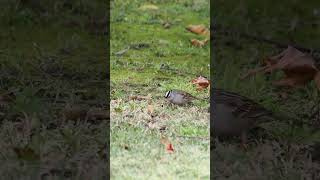 405 white crowned sparrow [upl. by Aneehsal578]