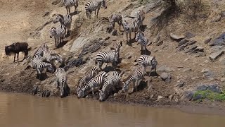 MASAI MARA RIVER  GREAT MIGRATION [upl. by Leahcimnaj567]