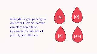 Génotypes et phénotypes des organismes diploïdes [upl. by Carrick]