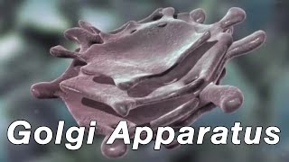 Golgi Apparatus [upl. by Ellahcim]