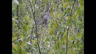 Dusky Flycatcher call notes [upl. by Rothstein]