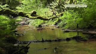 SEHEN  HÖREN  ENTSPANNEN  RELAXEN  TRÄUMEN  SOUND OF NATURE [upl. by Anissa362]