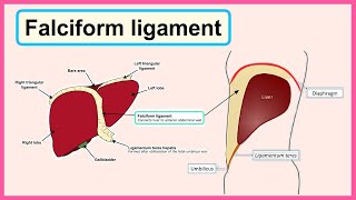 falciform ligament [upl. by Selim]