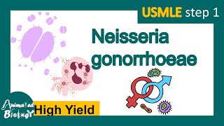 Neisseria gonorrhoeae  Gonorrhea  Pathology Immunology diagnosis and treatment  USMLE [upl. by Brathwaite646]