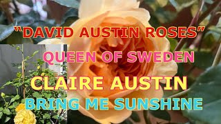 MY DAVID AUSTIN ROSESCLAIRE AUSTINBRING ME SUNSHINEOLIVIA DAVID AUSTIN ROSE [upl. by Uria]