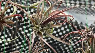 チランジア イオナンタ パープルハート Tillandsia ionantha Purple Heart＊エアプランツ＠フラワーショップ江口Tillandsia生産育成農場専門店：鹿児島県出水市 [upl. by Alahcim578]