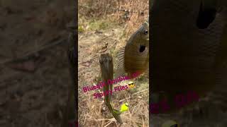 Bluegill Doubles gills bluegillfishing panfish doubles flies ultralightfishing [upl. by Rory805]