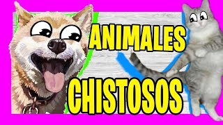 ANIMALES CHISTOSOS para Morirse de RISA Perros gatos y más 2018 [upl. by Rahs927]