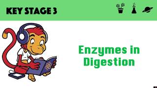 Enzymes in digestion [upl. by Eblehs]