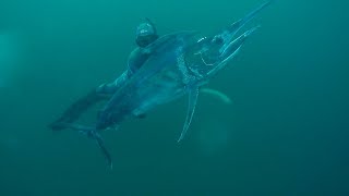 Spearfishing Sydney Australia  Part 10 [upl. by Tahpos]