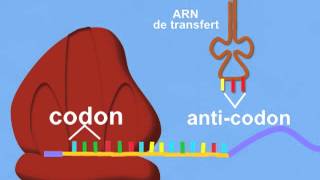 Synthèse des protéines Traduction [upl. by Pan809]