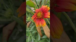 gaillardia flower shorts viralshort shortvideos viralideo trendingshorts matakchalungi [upl. by Akere]