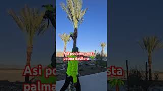 Como podar una palma datileraarborist corridos yard landscaping work arizona fy viral stihl [upl. by Yerak]